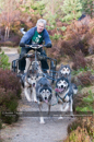 Racing Team in the Siberian Husky Club of GB Arden Grange Aviemore Sled Dog Rally 2011. Please don't use my images on websites, blogs or elsewhere without my permission. See www.austintaylorphotography.com for contact details