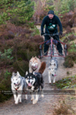 Racing Team in the Siberian Husky Club of GB Arden Grange Aviemore Sled Dog Rally 2011. Please don't use my images on websites, blogs or elsewhere without my permission. See www.austintaylorphotography.com for contact details