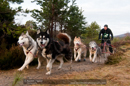 Racing Team in the Siberian Husky Club of GB Arden Grange Aviemore Sled Dog Rally 2011. Please don't use my images on websites, blogs or elsewhere without my permission. See www.austintaylorphotography.com for contact details