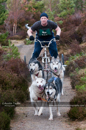 Racing Team in the Siberian Husky Club of GB Arden Grange Aviemore Sled Dog Rally 2011. Please don't use my images on websites, blogs or elsewhere without my permission. See www.austintaylorphotography.com for contact details