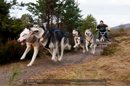 Racing Team in the Siberian Husky Club of GB Arden Grange Aviemore Sled Dog Rally 2011. Please don't use my images on websites, blogs or elsewhere without my permission. See www.austintaylorphotography.com for contact details