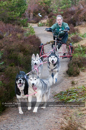 Racing Team in the Siberian Husky Club of GB Arden Grange Aviemore Sled Dog Rally 2011. Please don't use my images on websites, blogs or elsewhere without my permission. See www.austintaylorphotography.com for contact details