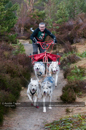 Racing Team in the Siberian Husky Club of GB Arden Grange Aviemore Sled Dog Rally 2011. Please don't use my images on websites, blogs or elsewhere without my permission. See www.austintaylorphotography.com for contact details