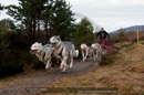 Racing Team in the Siberian Husky Club of GB Arden Grange Aviemore Sled Dog Rally 2011. Please don't use my images on websites, blogs or elsewhere without my permission. See www.austintaylorphotography.com for contact details