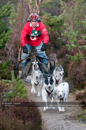 Class C dog sled racing team