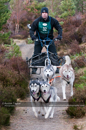 Racing Team in the Siberian Husky Club of GB Arden Grange Aviemore Sled Dog Rally 2011. Please don't use my images on websites, blogs or elsewhere without my permission. See www.austintaylorphotography.com for contact details