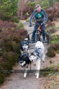 Racing Team in the Siberian Husky Club of GB Arden Grange Aviemore Sled Dog Rally 2011. Please don't use my images on websites, blogs or elsewhere without my permission. See www.austintaylorphotography.com for contact details