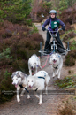 Racing Team in the Siberian Husky Club of GB Arden Grange Aviemore Sled Dog Rally 2011. Please don't use my images on websites, blogs or elsewhere without my permission. See www.austintaylorphotography.com for contact details