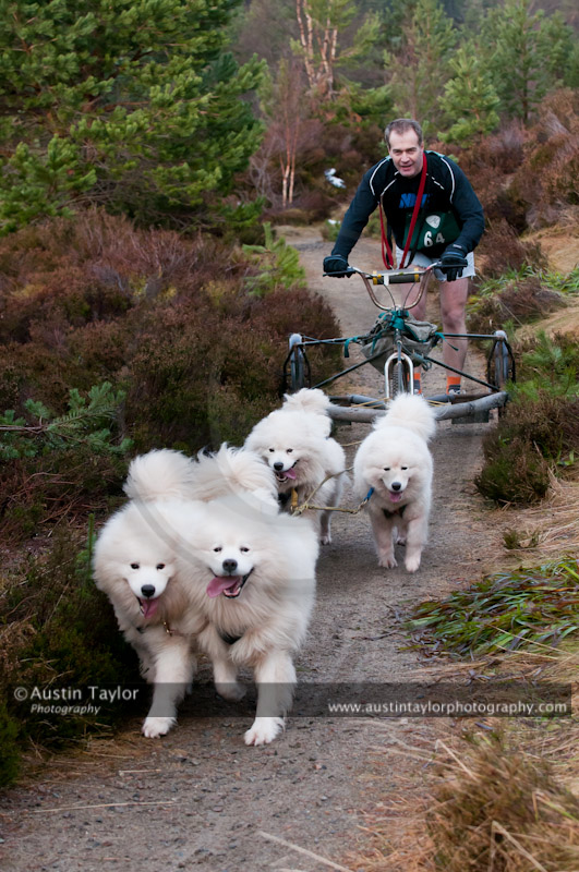 Racing Team in the Siberian Husky Club of GB Arden Grange Aviemore Sled Dog Rally 2011. Please don't use my images on websites, blogs or elsewhere without my permission. See www.austintaylorphotography.com for contact details