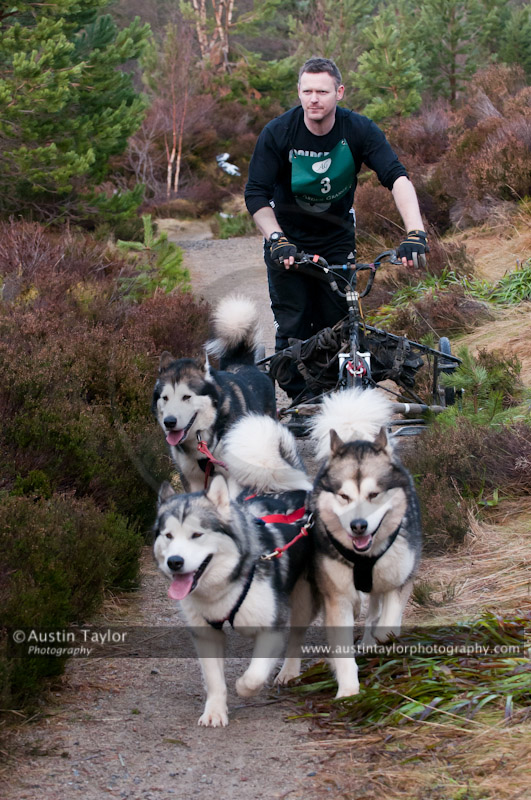 Racing Team in the Siberian Husky Club of GB Arden Grange Aviemore Sled Dog Rally 2011. Please don't use my images on websites, blogs or elsewhere without my permission. See www.austintaylorphotography.com for contact details