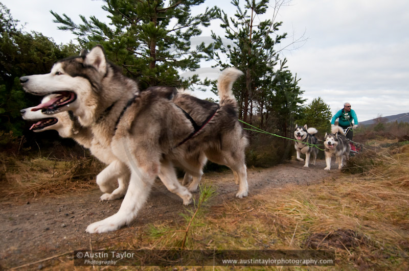 Racing Team in the Siberian Husky Club of GB Arden Grange Aviemore Sled Dog Rally 2011. Please don't use my images on websites, blogs or elsewhere without my permission. See www.austintaylorphotography.com for contact details