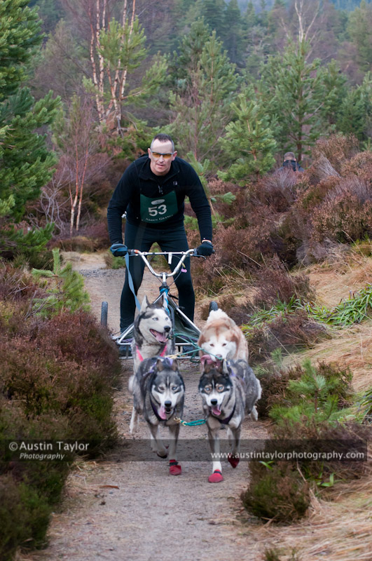 Racing Team in the Siberian Husky Club of GB Arden Grange Aviemore Sled Dog Rally 2011. Please don't use my images on websites, blogs or elsewhere without my permission. See www.austintaylorphotography.com for contact details