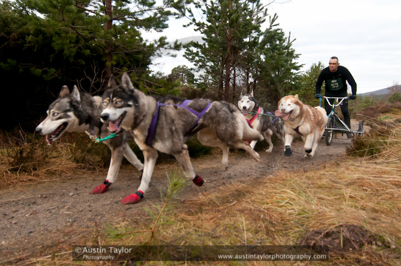 Racing Team in the Siberian Husky Club of GB Arden Grange Aviemore Sled Dog Rally 2011. Please don't use my images on websites, blogs or elsewhere without my permission. See www.austintaylorphotography.com for contact details