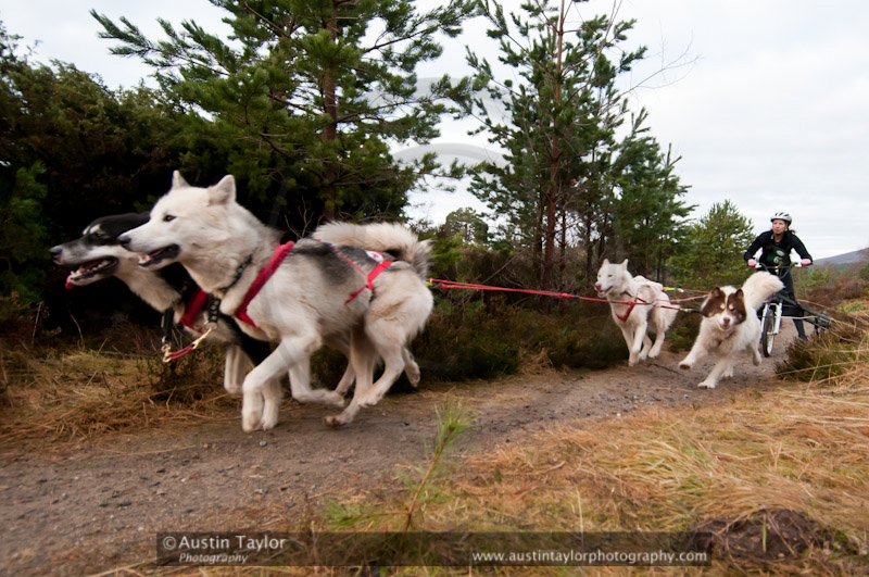Racing Team in the Siberian Husky Club of GB Arden Grange Aviemore Sled Dog Rally 2011. Please don't use my images on websites, blogs or elsewhere without my permission. See www.austintaylorphotography.com for contact details