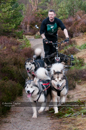 Racing Team in the Siberian Husky Club of GB Arden Grange Aviemore Sled Dog Rally 2011. Please don't use my images on websites, blogs or elsewhere without my permission. See www.austintaylorphotography.com for contact details