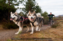 Racing Team in the Siberian Husky Club of GB Arden Grange Aviemore Sled Dog Rally 2011. Please don't use my images on websites, blogs or elsewhere without my permission. See www.austintaylorphotography.com for contact details
