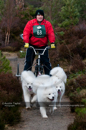 Racing Team in the Siberian Husky Club of GB Arden Grange Aviemore Sled Dog Rally 2011. Please don't use my images on websites, blogs or elsewhere without my permission. See www.austintaylorphotography.com for contact details