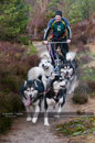 Racing Team in the Siberian Husky Club of GB Arden Grange Aviemore Sled Dog Rally 2011. Please don't use my images on websites, blogs or elsewhere without my permission. See www.austintaylorphotography.com for contact details