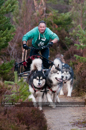 Racing Team in the Siberian Husky Club of GB Arden Grange Aviemore Sled Dog Rally 2011. Please don't use my images on websites, blogs or elsewhere without my permission. See www.austintaylorphotography.com for contact details