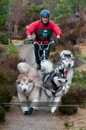 Racing Team in the Siberian Husky Club of GB Arden Grange Aviemore Sled Dog Rally 2011. Please don't use my images on websites, blogs or elsewhere without my permission. See www.austintaylorphotography.com for contact details