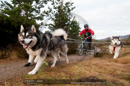 Racing Team in the Siberian Husky Club of GB Arden Grange Aviemore Sled Dog Rally 2011. Please don't use my images on websites, blogs or elsewhere without my permission. See www.austintaylorphotography.com for contact details