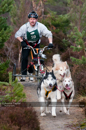 Racing Team in the Siberian Husky Club of GB Arden Grange Aviemore Sled Dog Rally 2011. Please don't use my images on websites, blogs or elsewhere without my permission. See www.austintaylorphotography.com for contact details