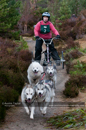 Racing Team in the Siberian Husky Club of GB Arden Grange Aviemore Sled Dog Rally 2011. Please don't use my images on websites, blogs or elsewhere without my permission. See www.austintaylorphotography.com for contact details
