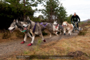 Racing Team in the Siberian Husky Club of GB Arden Grange Aviemore Sled Dog Rally 2011. Please don't use my images on websites, blogs or elsewhere without my permission. See www.austintaylorphotography.com for contact details