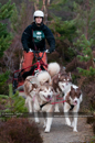 Racing Team in the Siberian Husky Club of GB Arden Grange Aviemore Sled Dog Rally 2011. Please don't use my images on websites, blogs or elsewhere without my permission. See www.austintaylorphotography.com for contact details