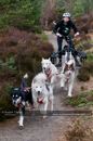Racing Team in the Siberian Husky Club of GB Arden Grange Aviemore Sled Dog Rally 2011. Please don't use my images on websites, blogs or elsewhere without my permission. See www.austintaylorphotography.com for contact details