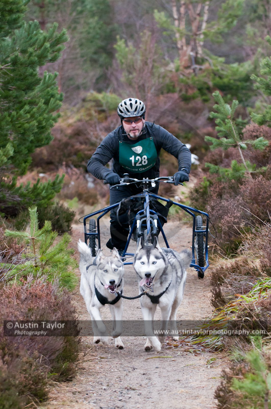 Racing Team in the Siberian Husky Club of GB Arden Grange Aviemore Sled Dog Rally 2011. Please don't use my images on websites, blogs or elsewhere without my permission. See www.austintaylorphotography.com for contact details