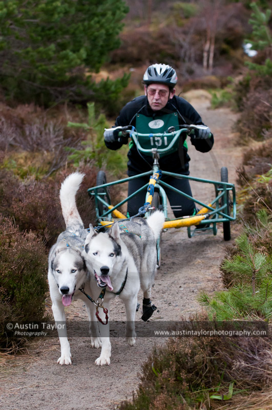 Racing Team in the Siberian Husky Club of GB Arden Grange Aviemore Sled Dog Rally 2011. Please don't use my images on websites, blogs or elsewhere without my permission. See www.austintaylorphotography.com for contact details