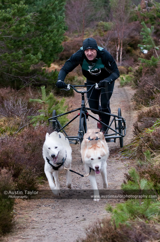 Racing Team in the Siberian Husky Club of GB Arden Grange Aviemore Sled Dog Rally 2011. Please don't use my images on websites, blogs or elsewhere without my permission. See www.austintaylorphotography.com for contact details