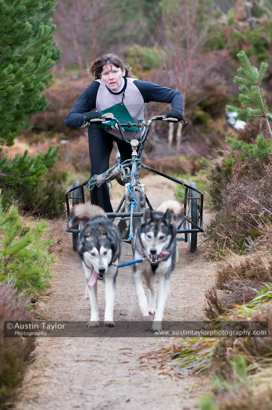 Racing Team in the Siberian Husky Club of GB Arden Grange Aviemore Sled Dog Rally 2011. Please don't use my images on websites, blogs or elsewhere without my permission. See www.austintaylorphotography.com for contact details