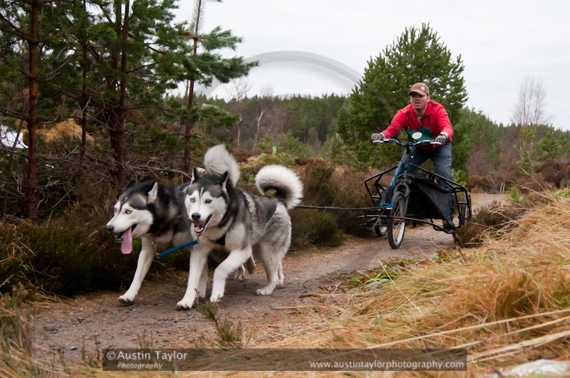 Racing Team in the Siberian Husky Club of GB Arden Grange Aviemore Sled Dog Rally 2011. Please don't use my images on websites, blogs or elsewhere without my permission. See www.austintaylorphotography.com for contact details