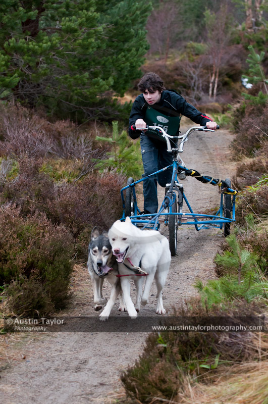 Racing Team in the Siberian Husky Club of GB Arden Grange Aviemore Sled Dog Rally 2011. Please don't use my images on websites, blogs or elsewhere without my permission. See www.austintaylorphotography.com for contact details
