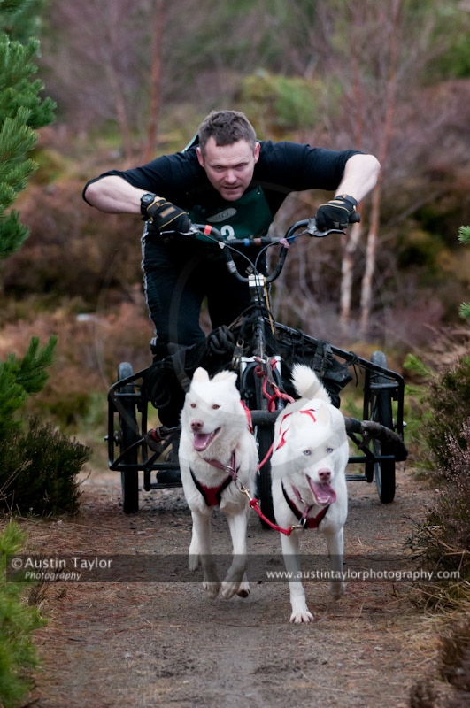 Racing Team in the Siberian Husky Club of GB Arden Grange Aviemore Sled Dog Rally 2011. Please don't use my images on websites, blogs or elsewhere without my permission. See www.austintaylorphotography.com for contact details