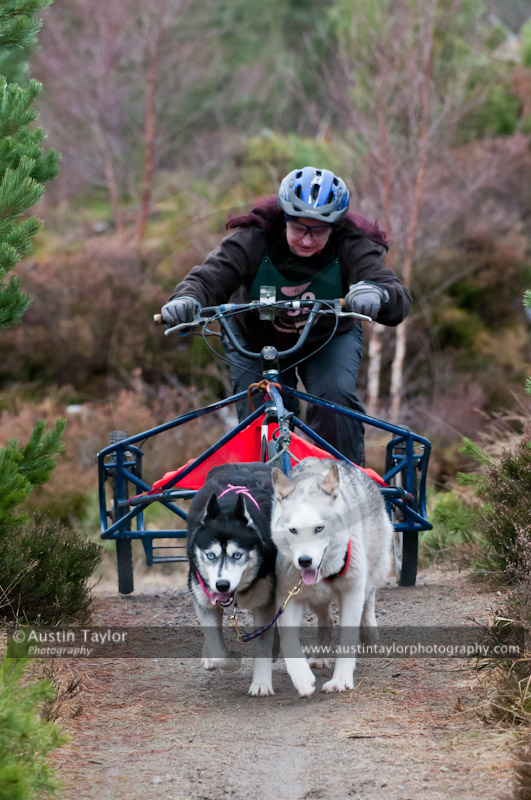 Racing Team in the Siberian Husky Club of GB Arden Grange Aviemore Sled Dog Rally 2011. Please don't use my images on websites, blogs or elsewhere without my permission. See www.austintaylorphotography.com for contact details