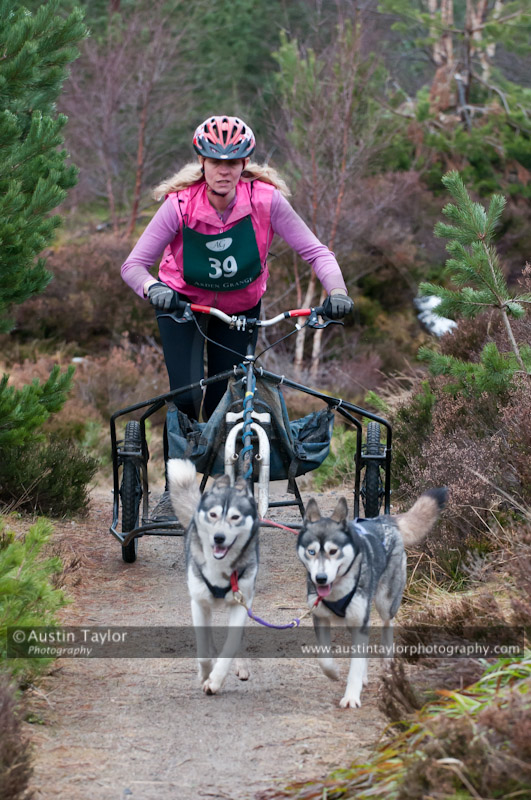 Racing Team in the Siberian Husky Club of GB Arden Grange Aviemore Sled Dog Rally 2011. Please don't use my images on websites, blogs or elsewhere without my permission. See www.austintaylorphotography.com for contact details