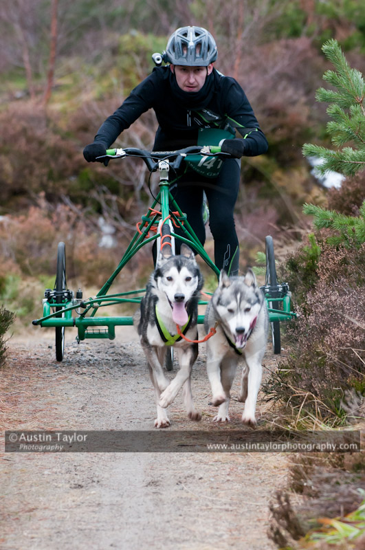 Racing Team in the Siberian Husky Club of GB Arden Grange Aviemore Sled Dog Rally 2011. Please don't use my images on websites, blogs or elsewhere without my permission. See www.austintaylorphotography.com for contact details
