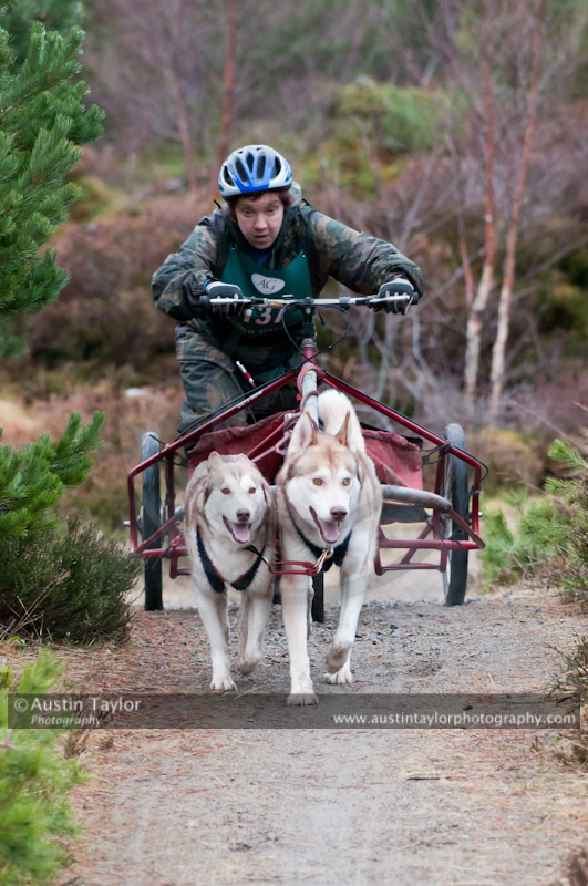 Racing Team in the Siberian Husky Club of GB Arden Grange Aviemore Sled Dog Rally 2011. Please don't use my images on websites, blogs or elsewhere without my permission. See www.austintaylorphotography.com for contact details