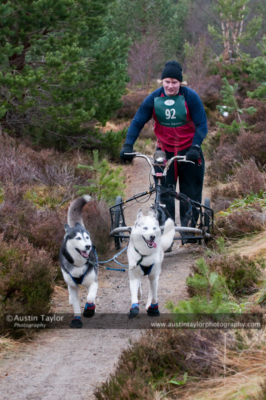 Racing Team in the Siberian Husky Club of GB Arden Grange Aviemore Sled Dog Rally 2011. Please don't use my images on websites, blogs or elsewhere without my permission. See www.austintaylorphotography.com for contact details