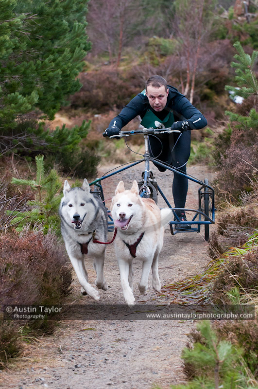 Racing Team in the Siberian Husky Club of GB Arden Grange Aviemore Sled Dog Rally 2011. Please don't use my images on websites, blogs or elsewhere without my permission. See www.austintaylorphotography.com for contact details