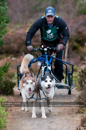Racing Team in the Siberian Husky Club of GB Arden Grange Aviemore Sled Dog Rally 2011. Please don't use my images on websites, blogs or elsewhere without my permission. See www.austintaylorphotography.com for contact details