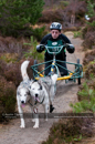Racing Team in the Siberian Husky Club of GB Arden Grange Aviemore Sled Dog Rally 2011. Please don't use my images on websites, blogs or elsewhere without my permission. See www.austintaylorphotography.com for contact details