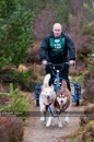 Racing Team in the Siberian Husky Club of GB Arden Grange Aviemore Sled Dog Rally 2011. Please don't use my images on websites, blogs or elsewhere without my permission. See www.austintaylorphotography.com for contact details