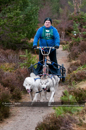 Racing Team in the Siberian Husky Club of GB Arden Grange Aviemore Sled Dog Rally 2011. Please don't use my images on websites, blogs or elsewhere without my permission. See www.austintaylorphotography.com for contact details