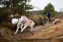 Racing Team in the Siberian Husky Club of GB Arden Grange Aviemore Sled Dog Rally 2011. Please don't use my images on websites, blogs or elsewhere without my permission. See www.austintaylorphotography.com for contact details