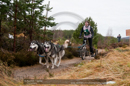 Racing Team in the Siberian Husky Club of GB Arden Grange Aviemore Sled Dog Rally 2011. Please don't use my images on websites, blogs or elsewhere without my permission. See www.austintaylorphotography.com for contact details