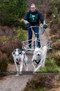 Racing Team in the Siberian Husky Club of GB Arden Grange Aviemore Sled Dog Rally 2011. Please don't use my images on websites, blogs or elsewhere without my permission. See www.austintaylorphotography.com for contact details